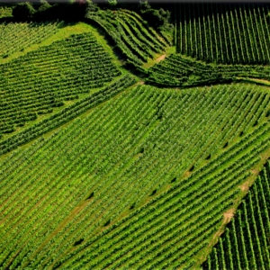 Gorišnica